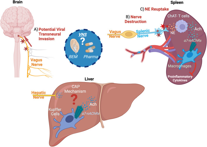 The brain-liver cholinergic anti-inflammatory pathway and viral infections.