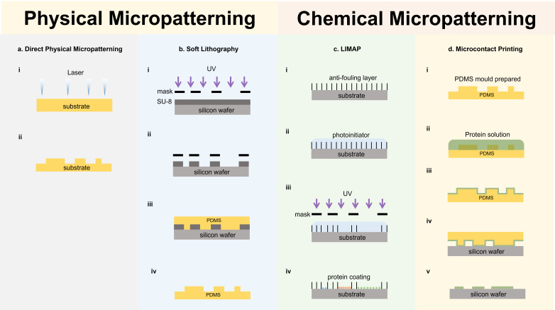 Advances in Regulating Cellular Behavior Using Micropatterns.