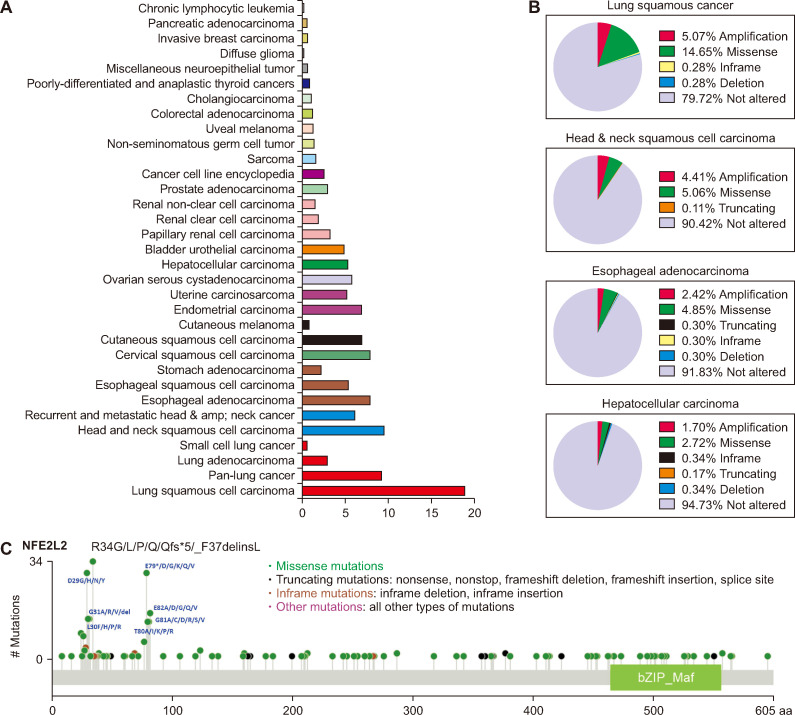 Nrf2, A Target for Precision Oncology in Cancer Prognosis and Treatment.