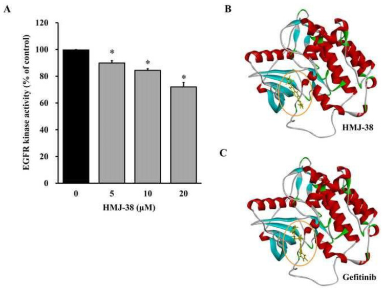 Efficacy of HMJ-38, a new quinazolinone analogue, against the gemcitabine-resistant MIA-PaCa-2 pancreatic cancer cells.