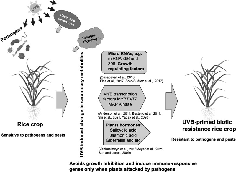The recent relationship between ultraviolet-B radiation and biotic resistance in plants: a novel non-chemical strategy for managing biotic stresses.