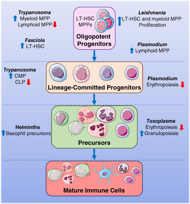 Modulation of haematopoiesis by protozoal and helminth parasites.