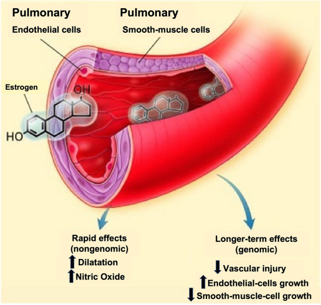 Effects of Hormone Replacement Therapy on Women's Lung Health and Disease.