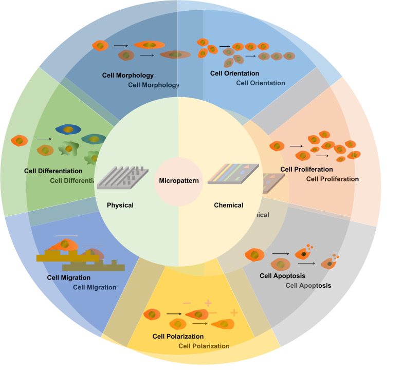 Advances in Regulating Cellular Behavior Using Micropatterns.