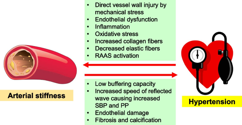 Arterial stiffness and hypertension.