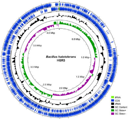 Insights into Genomic Features and Potential Biotechnological Applications of <i>Bacillus halotolerans</i> Strain HGR5.