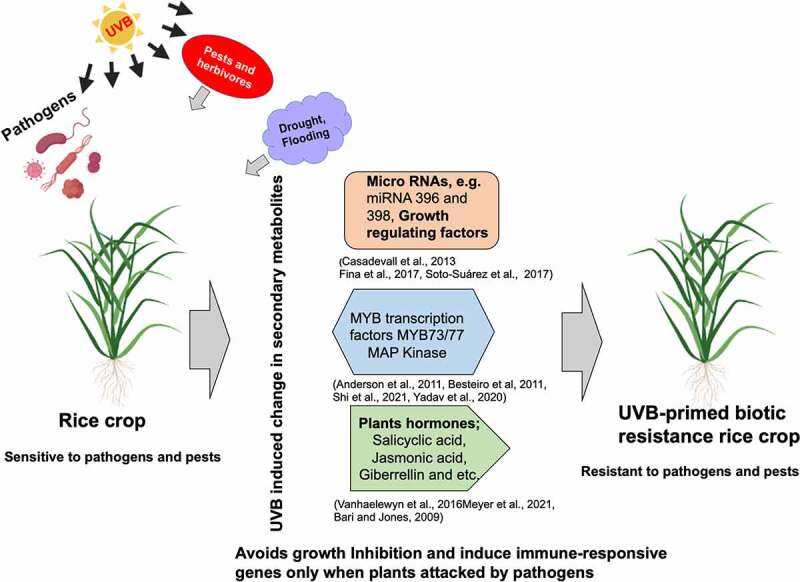 The recent relationship between ultraviolet-B radiation and biotic resistance in plants: a novel non-chemical strategy for managing biotic stresses.