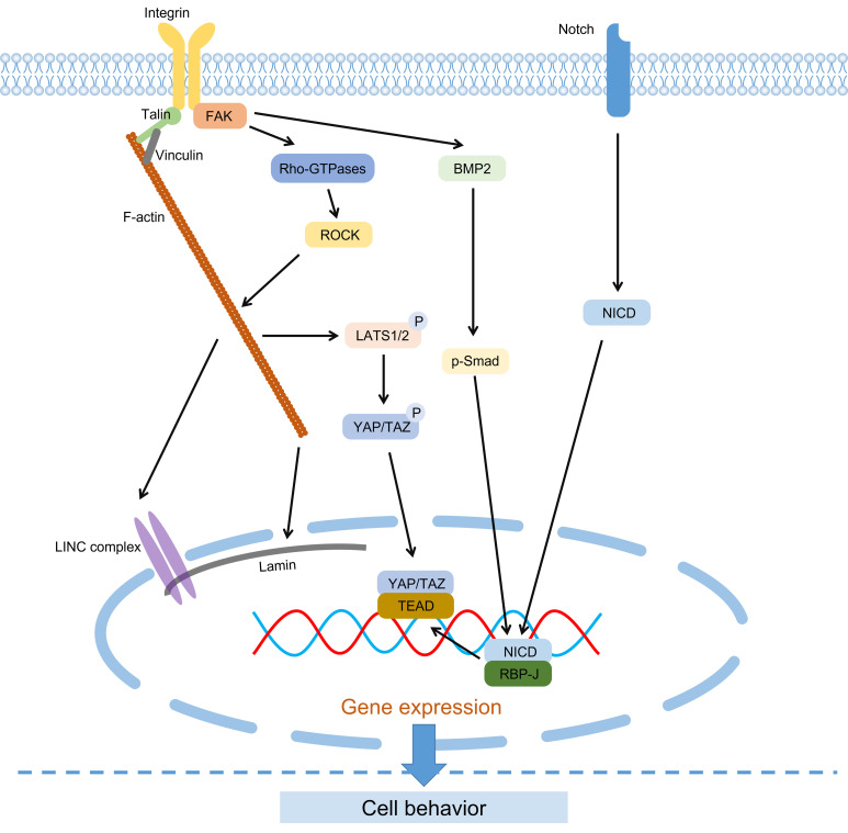 Advances in Regulating Cellular Behavior Using Micropatterns.