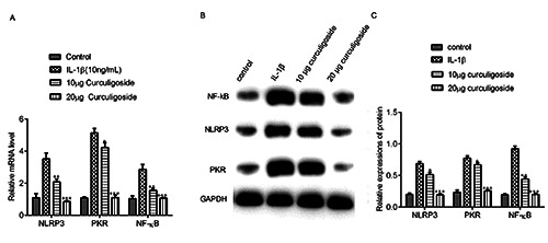 Curculigoside inhibits osteoarthritis <em>via</em> the regulation of NLRP3 pathway.
