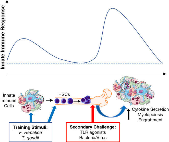 Modulation of haematopoiesis by protozoal and helminth parasites.