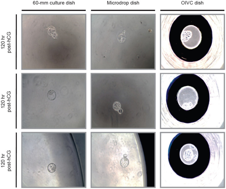Enhancement of preimplantation mouse embryo development with optimized in vitro culture dish via stabilization of medium osmolarity.
