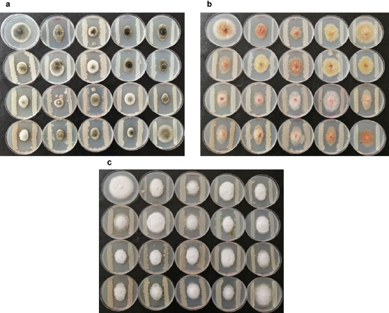 Insights into Genomic Features and Potential Biotechnological Applications of <i>Bacillus halotolerans</i> Strain HGR5.