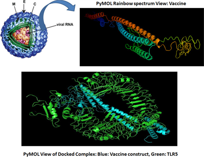 Immunoinformatics study to explore dengue (DENV-1) proteome to design multi-epitope vaccine construct by using CD4+ epitopes