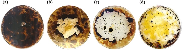 Genome features of a novel hydrocarbonoclastic Chryseobacterium oranimense strain and its comparison to bacterial oil-degraders and to other C. oranimense strains.