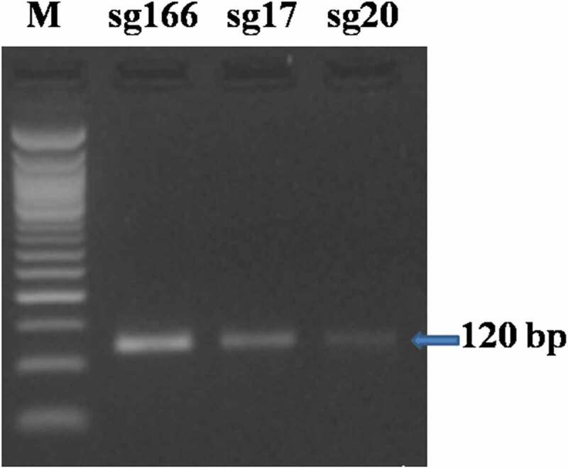 DNA-free genome editing for <i>ZmPLA1</i> gene via targeting immature embryos in tropical maize.