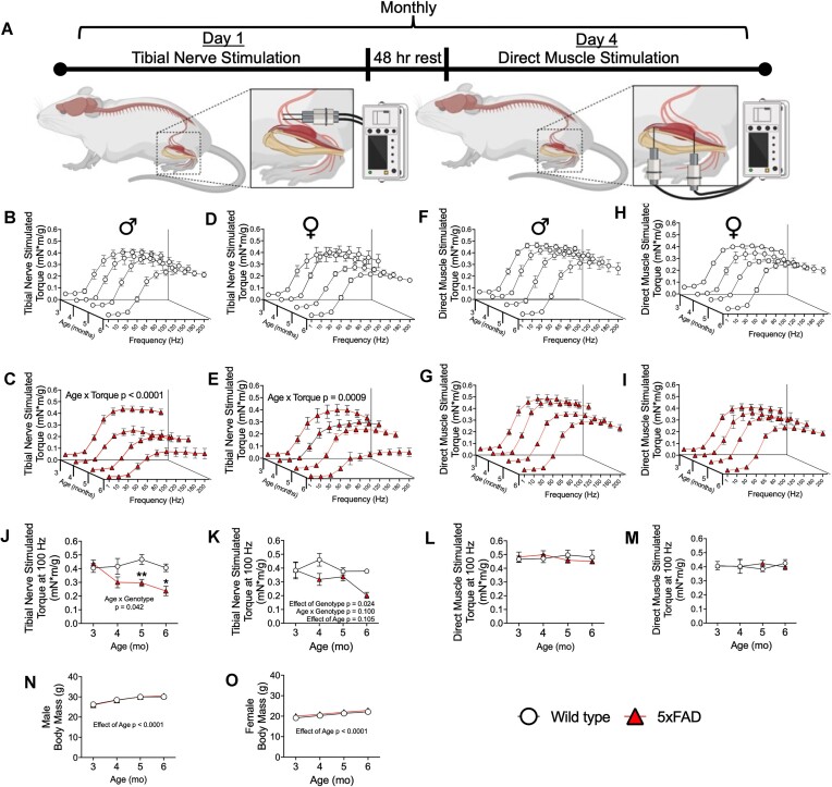 Neuromuscular Dysfunction Precedes Cognitive Impairment in a Mouse Model of Alzheimer's Disease.