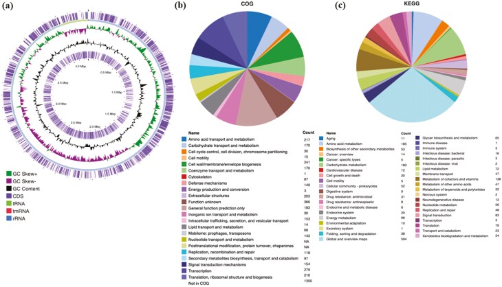 Genome features of a novel hydrocarbonoclastic Chryseobacterium oranimense strain and its comparison to bacterial oil-degraders and to other C. oranimense strains.