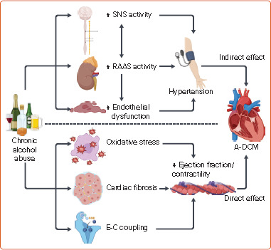 Alcohol and Heart Failure.