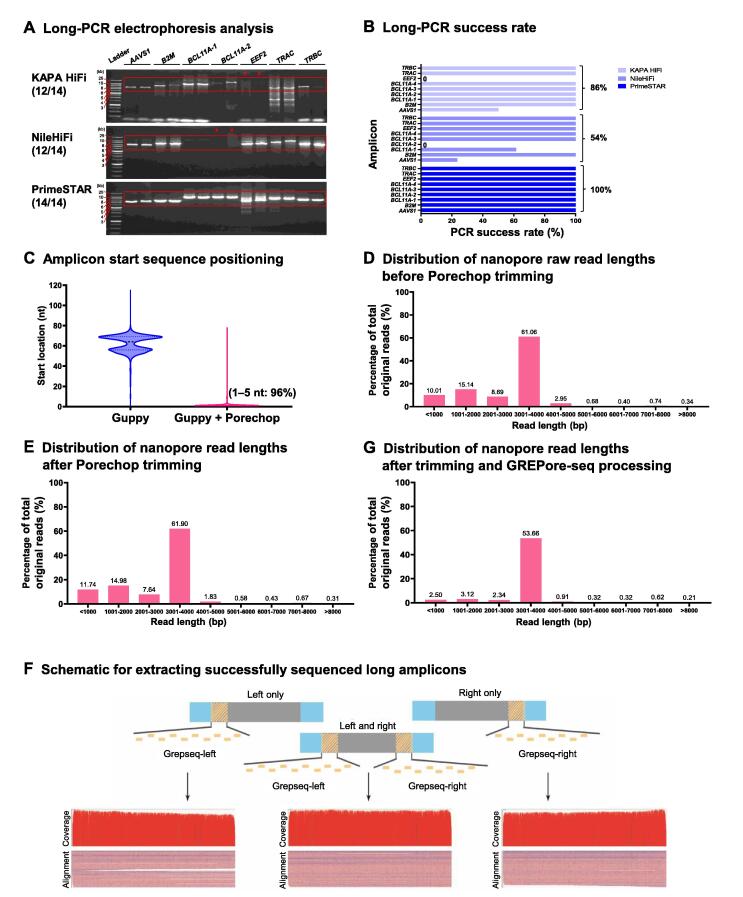 GREPore-seq: A Robust Workflow to Detect Changes After Gene Editing Through Long-range PCR and Nanopore Sequencing