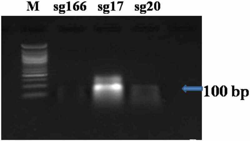 DNA-free genome editing for <i>ZmPLA1</i> gene via targeting immature embryos in tropical maize.