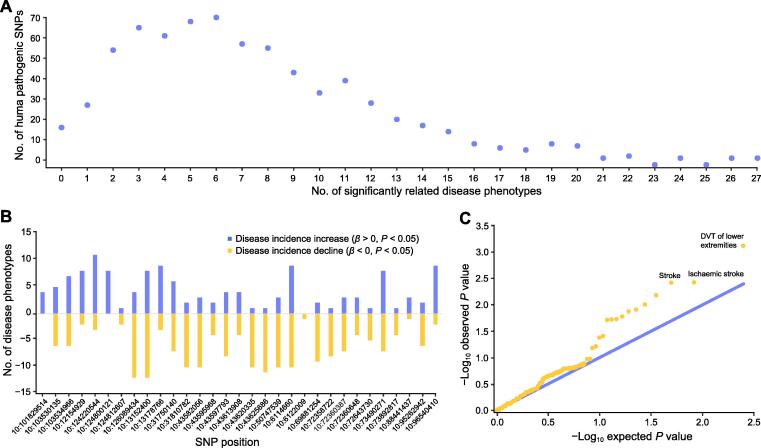Systematic Exploration of Optimized Base Editing gRNA Design and Pleiotropic Effects with BExplorer