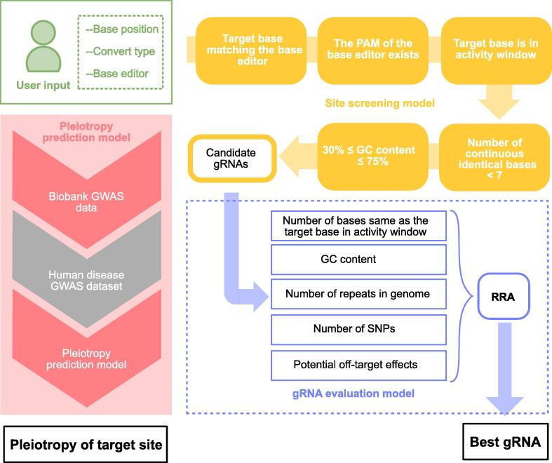 Systematic Exploration of Optimized Base Editing gRNA Design and Pleiotropic Effects with BExplorer