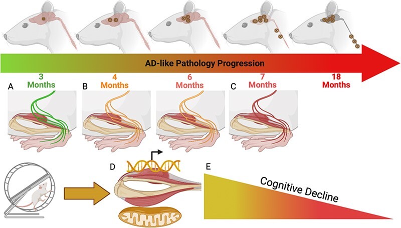 Neuromuscular Dysfunction Precedes Cognitive Impairment in a Mouse Model of Alzheimer's Disease.