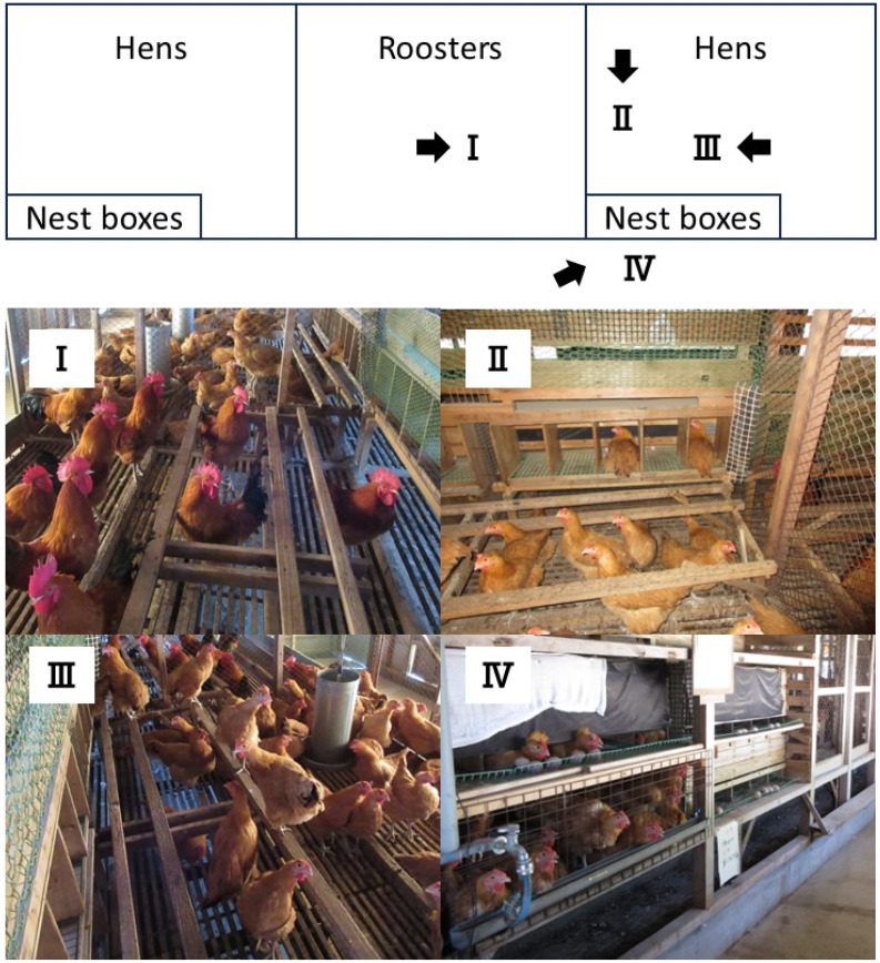 Effects of the Calls and Presence of Roosters on Egg Incubation Behavior of Nagoya Laying Hens.