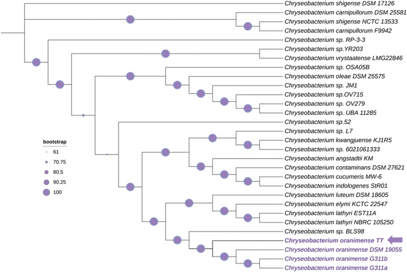 Genome features of a novel hydrocarbonoclastic Chryseobacterium oranimense strain and its comparison to bacterial oil-degraders and to other C. oranimense strains.