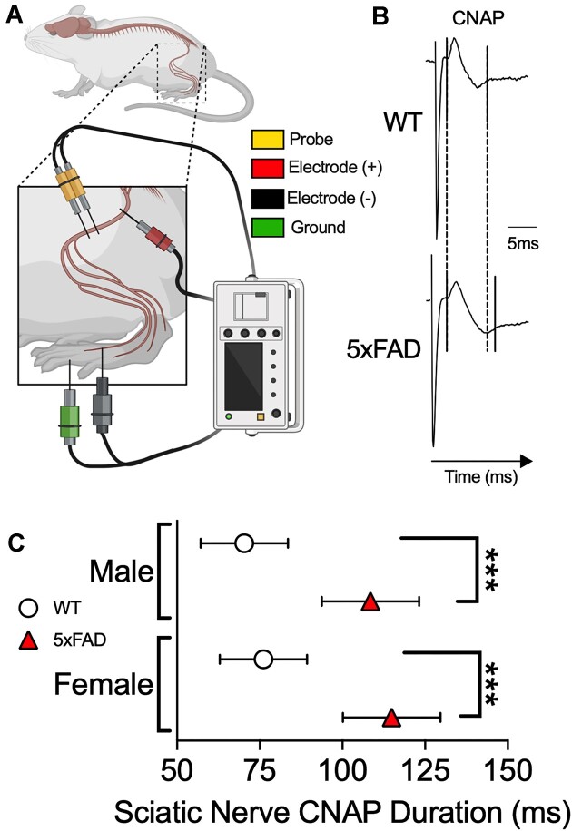 Neuromuscular Dysfunction Precedes Cognitive Impairment in a Mouse Model of Alzheimer's Disease.