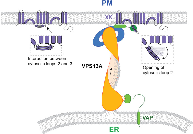 Erythroid Differentiation Dependent Interaction of VPS13A with XK at the Plasma Membrane of K562 Cells.