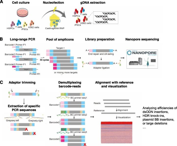 GREPore-seq: A Robust Workflow to Detect Changes After Gene Editing Through Long-range PCR and Nanopore Sequencing