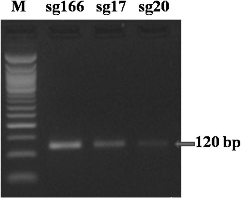 DNA-free genome editing for <i>ZmPLA1</i> gene via targeting immature embryos in tropical maize.
