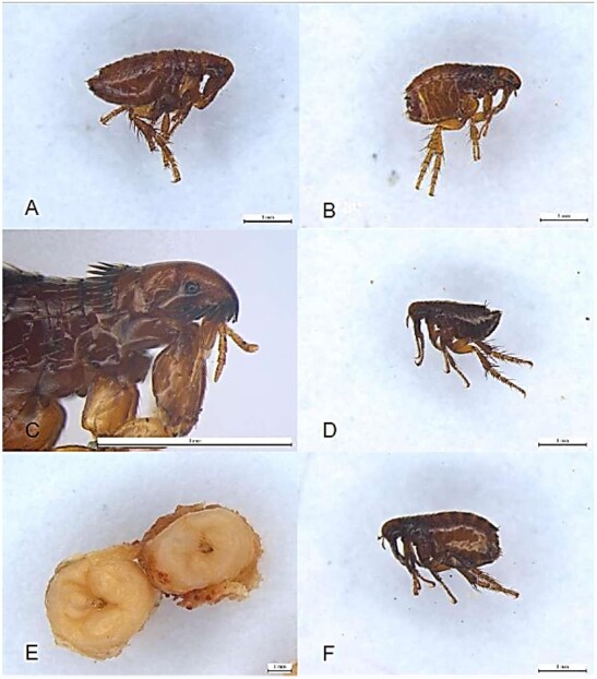 Flea parasitism in wild mammals in the metropolitan region of Sorocaba, São Paulo, Brazil.