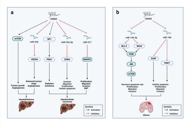 CRNDE: A Pivotal Oncogenic Long Non-Coding RNA in Cancers.