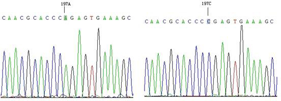 Polymorphism and expression of <i>GLUD1</i> in relation to reproductive performance in Jining Grey goats.