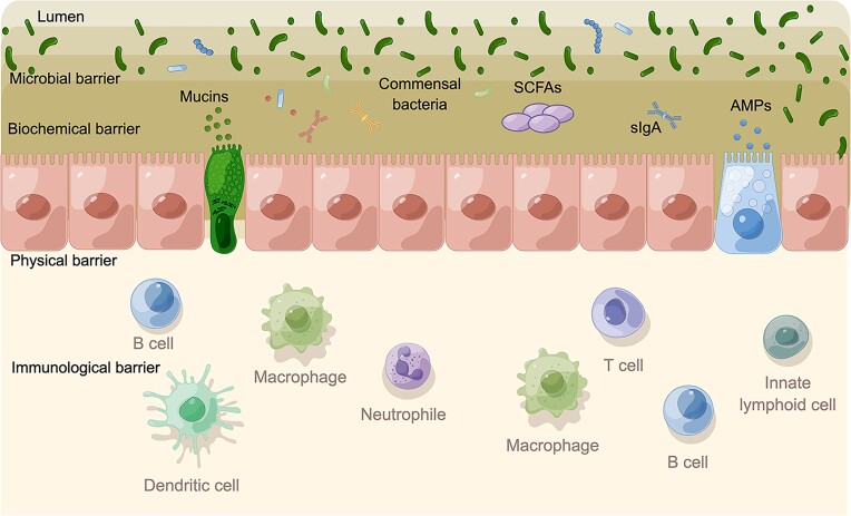 The significance of long non-coding RNAs in the pathogenesis, diagnosis and treatment of inflammatory bowel disease.