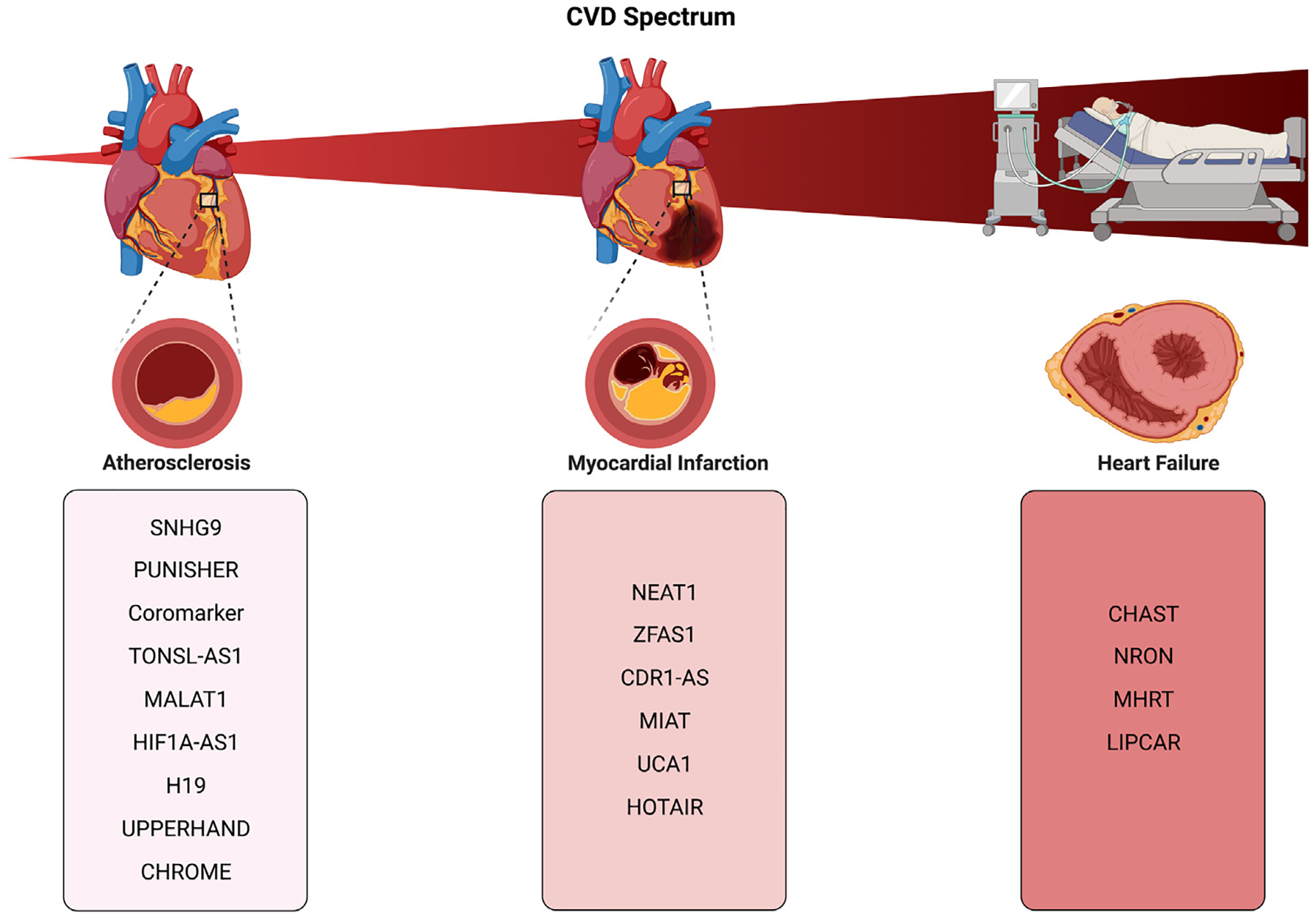 Expanding the horizon of EV-RNAs: LncRNAs in EVs as biomarkers for disease pathways.