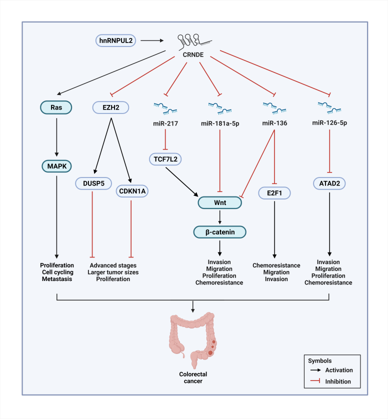 CRNDE: A Pivotal Oncogenic Long Non-Coding RNA in Cancers.