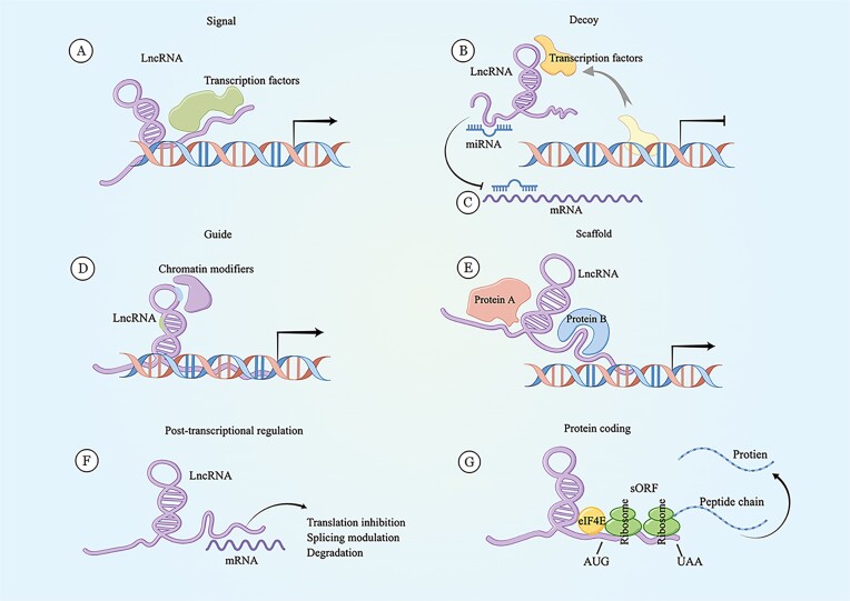 The significance of long non-coding RNAs in the pathogenesis, diagnosis and treatment of inflammatory bowel disease.