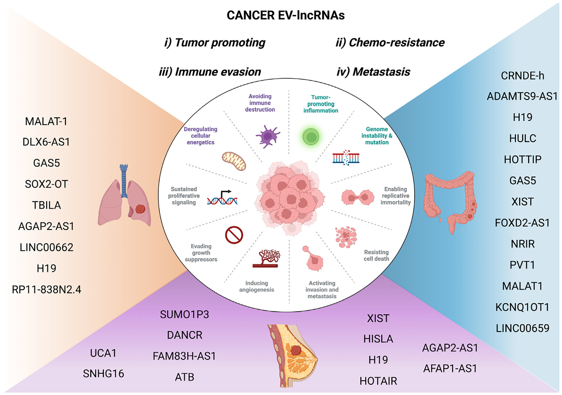 Expanding the horizon of EV-RNAs: LncRNAs in EVs as biomarkers for disease pathways.