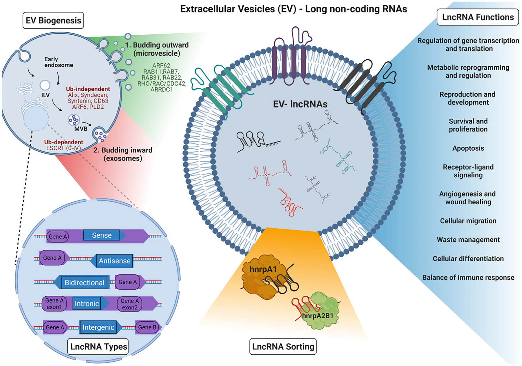 Expanding the horizon of EV-RNAs: LncRNAs in EVs as biomarkers for disease pathways.