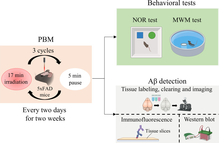 Photostimulation of lymphatic clearance of β-amyloid from mouse brain: a new strategy for the therapy of Alzheimer's disease.