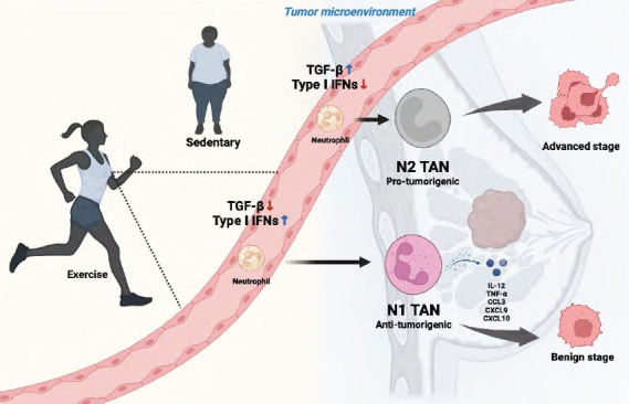 Potential involvement of neutrophils on exercise effects in breast cancer malignancy.