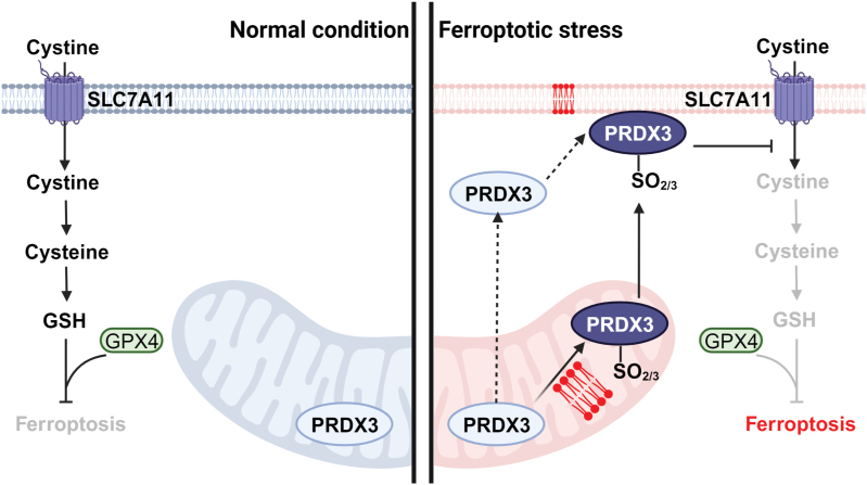 Hyperoxidized PRDX3 as a specific ferroptosis marker.