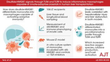 Disulfide-HMGB1 signals through TLR4 and TLR9 to induce inflammatory macrophages capable of innate-adaptive crosstalk in human liver transplantation