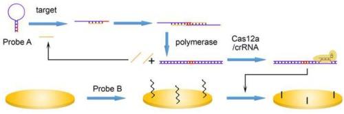 Highly sensitive electrochemical assay based on strand displacement polymerization-assisted CRISPR/Cas12a collateral cleavage