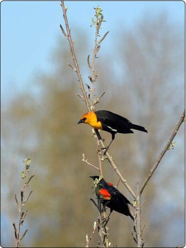 Blackbird dominance and habitat loss