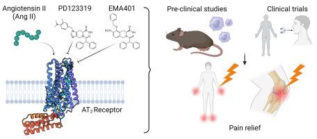 Angiotensin II type 2 receptor signalling as a pain target: Bench, bedside and back-translation