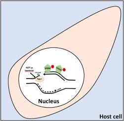 Evaluation of topotecan and 10-hydroxycamptothecin on Toxoplasma gondii: Implications on baseline DNA damage and repair efficiency